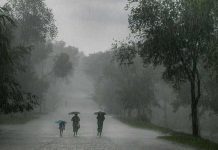 Poor rains, pests cut maize harvest by 20 pc