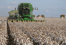 Zim targets 189 000t cotton