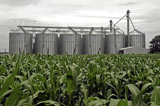 Maize