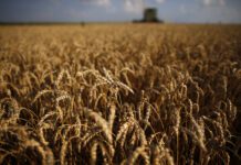 Wheat self-sufficiency to secure stable bread prices