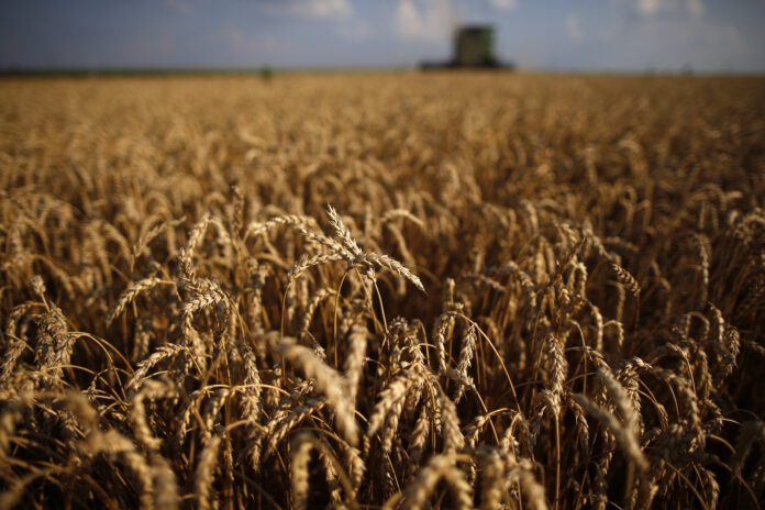 A combine drives through a field of soft red winter wheat during the harvest on a farm in Dixon, Illinois