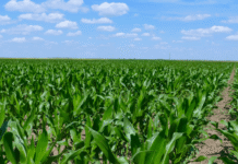 Chemical misuse threatens food safety