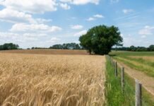 Zimbabwe Achieves Record-Breaking Wheat Harvest, Eyes Export Markets