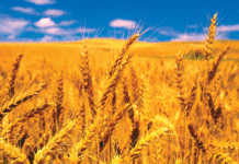 Zimbabwe retaining regional breadbasket status
