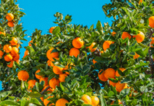 Zimbabwe’s Citrus Industry Rides New Investment Wave as Exports Climb