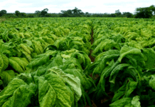 ‘Tobacco farmer efficiency key to avoid likely glut price effect’