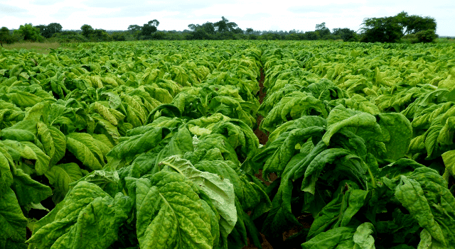tobacco