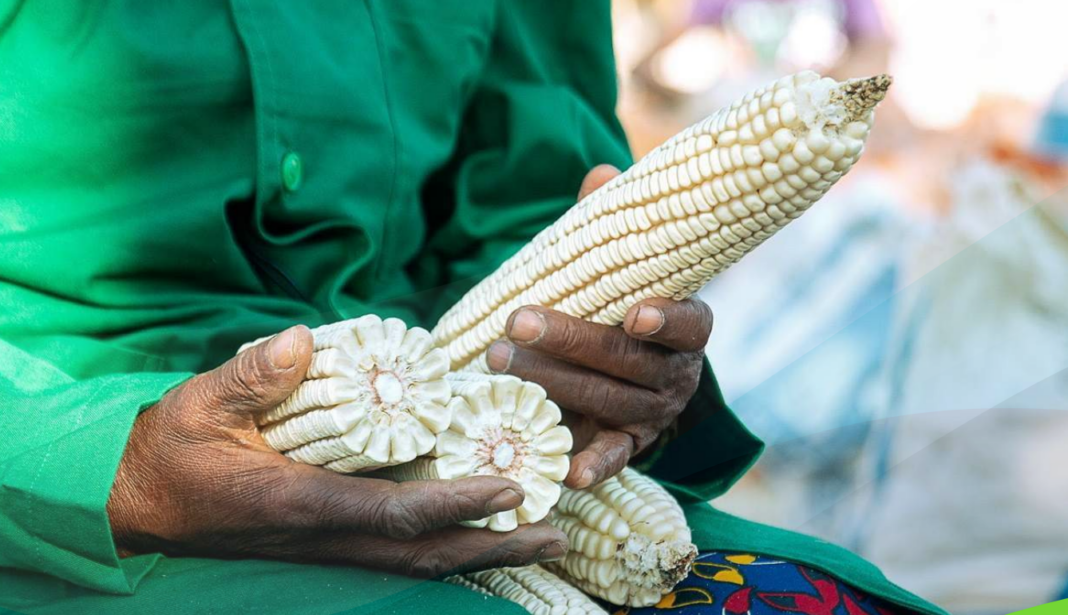 Zimbabwe Maize Prices Rise as Tight Supply Widens Premium to Global Markets Zimbabwe Maize Prices Rise as Tight Supply Widens Premium to Global Markets