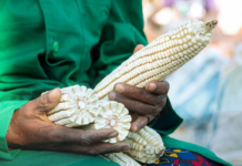 Zimbabwe Maize Prices Rise as Tight Supply Widens Premium to Global Markets