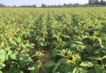 Zimbabwe Projects Cereal Surplus as Soyabean Output Surges