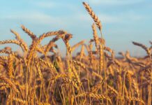 Gweru expands wheat production at go beer farm