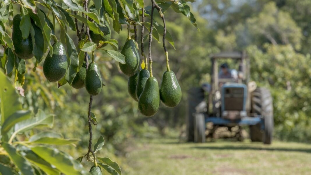 Green Gold: Zimbabwe’s Avocado Exports Open at Six-Year High Green Gold: Zimbabwe’s Avocado Exports Open at Six-Year High