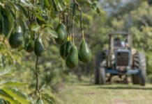 Zimbabwe Avocado Exports Surge 89% in Early 2026