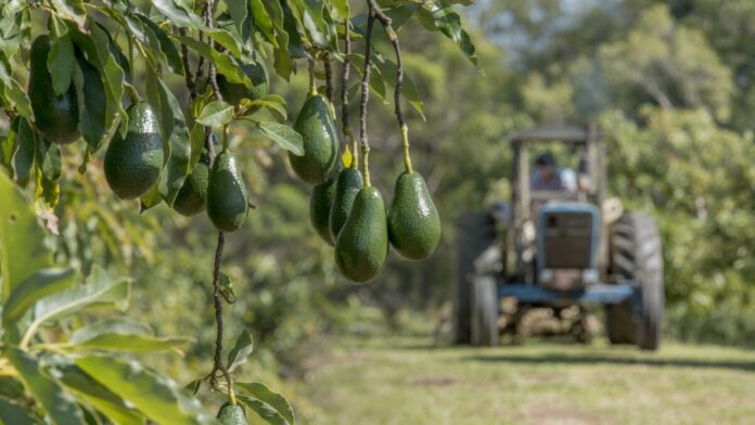 zimbabwe avocado exports