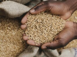 Public Policy Advisory: Repositioning Agriculture as the Foundation of Zimbabwe’s Industrial Recovery and Economic Transformation
