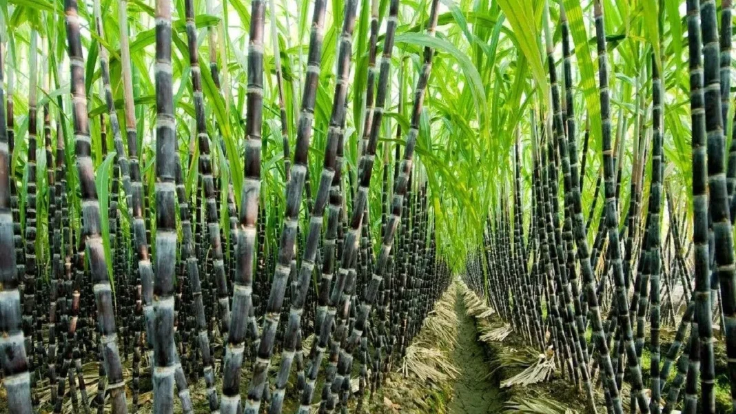 Hippo Valley Eliminates Debt as Profit Surges, but Export Sugar Business Faces Margin Pressure Hippo Valley Eliminates Debt as Profit Surges, but Export Sugar Business Faces Margin Pressure