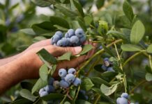 Africa’s Tropical Fruit Boom Opens New Export Frontier as Zimbabwe Blueberries Surge