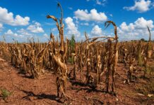 IMF Urges Zimbabwe to Build US$275 Million Fiscal Buffer Ahead of Drought Risk