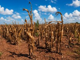 IMF Urges Zimbabwe to Build US$275 Million Fiscal Buffer Ahead of Drought Risk