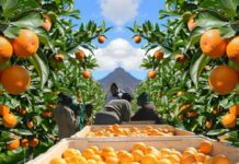 South Africa Emerges as World’s Leading Citrus Exporter as Fruit Exports Sectors