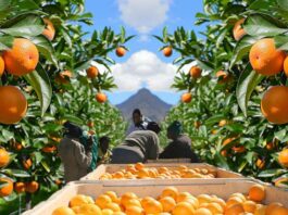 South Africa Emerges as World’s Leading Citrus Exporter as Fruit Exports Sectors