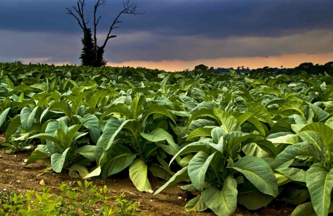 Tobacco Price Shock Sends Zimbabwe Farmers Searching for Alternatives Tobacco Price Shock Sends Zimbabwe Farmers Searching for Alternatives