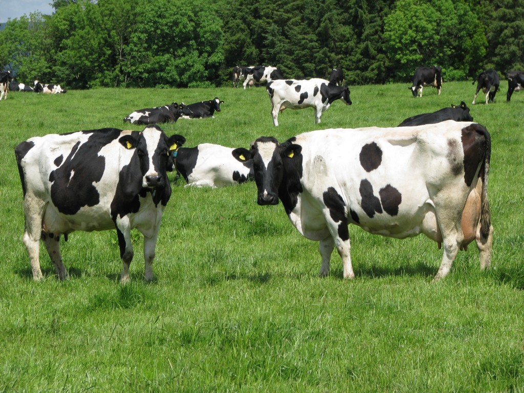 dairy - milk
